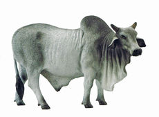 COLLECTA BRAHMAN BULL