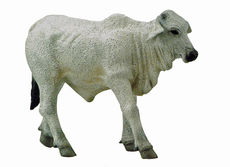COLLECTA BRAHMAN CALF