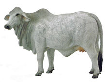 COLLECTA BRAHMAN COW